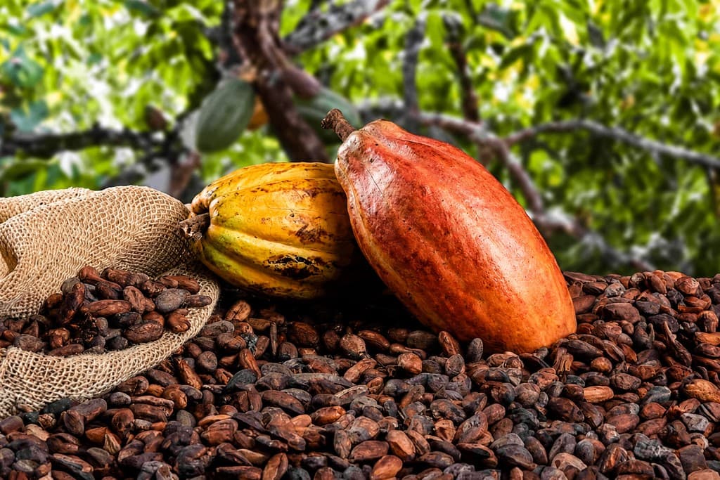 Cabosses et fèves de cacao devant une plantation
